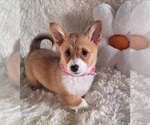 Small Photo #17 Pembroke Welsh Corgi Puppy For Sale in ARROYO GRANDE, CA, USA