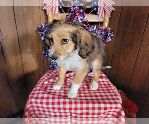 Medium Photo #10 Bernedoodle (Miniature) Puppy For Sale in BLACK FOREST, CO, USA