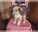 Small Photo #112 Bernedoodle (Miniature) Puppy For Sale in BLACK FOREST, CO, USA