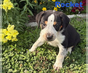 Australian Shepherd-Coonhound Mix Dogs for adoption in Parker Ford, PA, USA