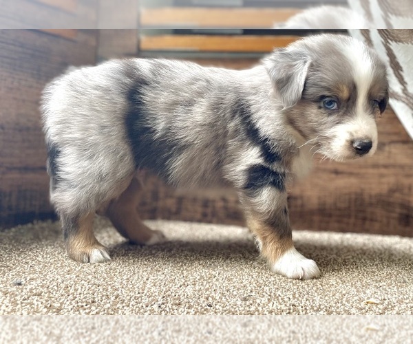 Medium Photo #1 Australian Shepherd Puppy For Sale in DRUMMONDS, TN, USA