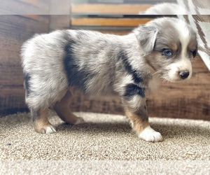 Australian Shepherd Puppy for sale in DRUMMONDS, TN, USA