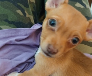 Chiweenie Puppy for sale in PHOENIX, AZ, USA