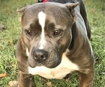 Small Photo #1 American Bully Puppy For Sale in SALEM, IL, USA