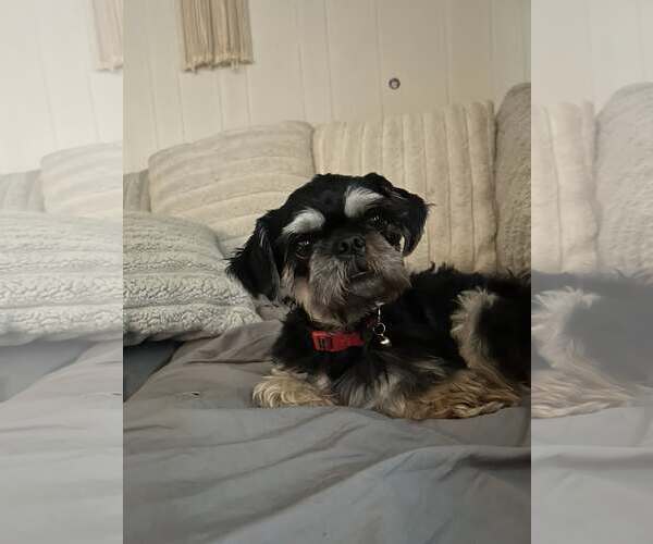 Medium Photo #2 Shih Tzu-Unknown Mix Puppy For Sale in Greenville, SC, USA