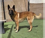Small #1 German Shepherd Dog Mix