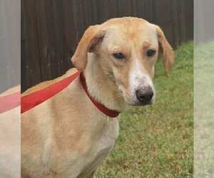 Lucy (TX) - Female Labrador Retriever-Unknown Mix Dog for Adoption - Photo #2
