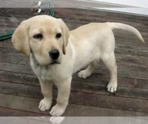 Labrador Retriever Puppy for sale in KALAMAZOO, MI, USA