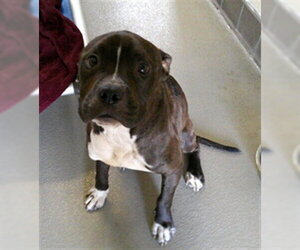 Boxer-Unknown Mix Dogs for adoption in Sanford, FL, USA