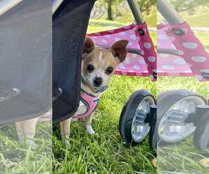 Chihuahua Dogs for adoption in Lake Elsinore, CA, USA