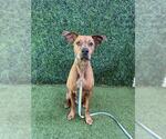 PRESLEY - Male Unknown-Vizsla Mix Dog for Adoption - Small photo