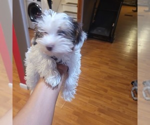 Yorkshire Terrier Puppy for sale in MERIDEN, CT, USA