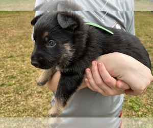 German Shepherd Dog Puppy for Sale in FRANKLINTON, Louisiana USA