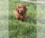 Small Photo #18 Goldendoodle (Miniature) Puppy For Sale in SYRACUSE, UT, USA