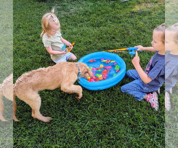 Medium Photo #10 Labradoodle Puppy For Sale in Sandy, UT, USA