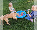 Small #9 Labradoodle