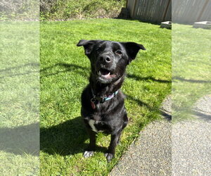 Collie-Unknown Mix Dogs for adoption in Bellevue, WA, USA