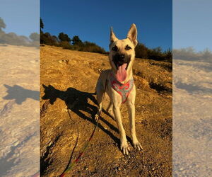 Ella - located in CA - Female Mutt Dog for Adoption - Photo #3
