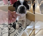 Puppy oreo French Bulldog