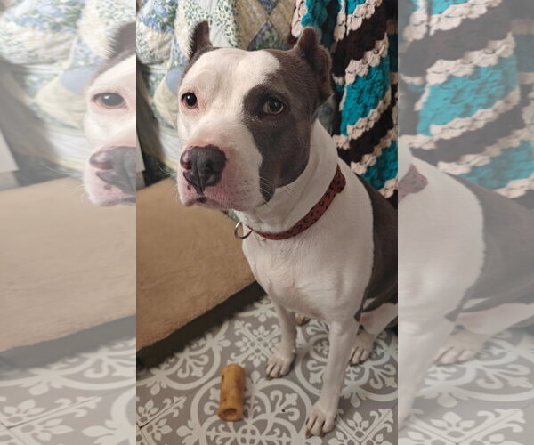 Medium Photo #2 American Pit Bull Terrier-Unknown Mix Puppy For Sale in Germantown, OH, USA