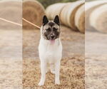 Small #3 Akita