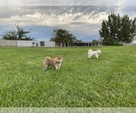 Small Photo #2 Shiba Inu Puppy For Sale in RIO RANCHO, NM, USA