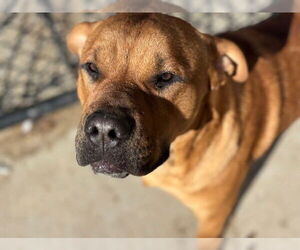 Mutt Dogs for adoption in Tulsa, OK, USA