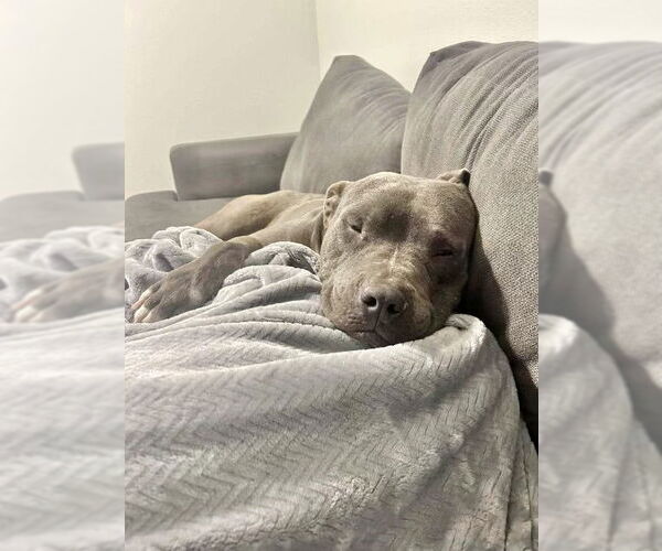 Medium Photo #4 American Pit Bull Terrier-American Staffordshire Terrier Mix Puppy For Sale in Dana Point, CA, USA