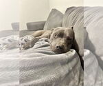 Small #3 American Pit Bull Terrier-American Staffordshire Terrier Mix