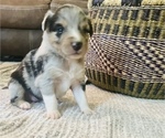 Small Photo #15 Miniature Australian Shepherd Puppy For Sale in TONASKET, WA, USA