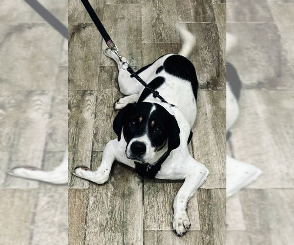 Medium Photo #2 Beagle Puppy For Sale in Tampa, FL, USA
