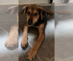 Small #1 Mutt