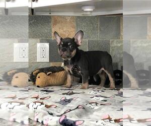 French Bulldog Puppy for sale in HOUSTON, TX, USA