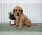 Small #2 Goldendoodle