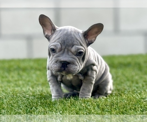 Medium Photo #7 French Bulldog Puppy For Sale in LITITZ, PA, USA