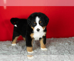 Small Photo #37 Bernese Mountain Dog Puppy For Sale in MILLERSBURG, IN, USA