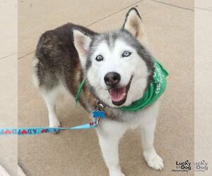 Sapphire - Female Siberian Husky-Unknown Mix Dog for Adoption - Photo #7