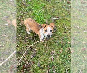 Patriot - Male Mutt Dog for Adoption - Photo #2