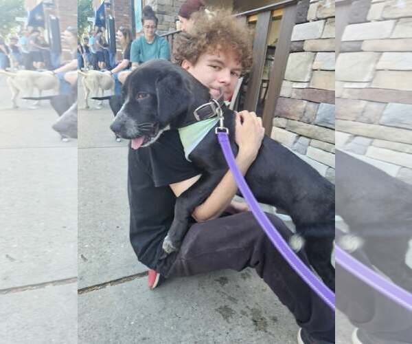 Medium Photo #6 Siberian Husky-Unknown Mix Puppy For Sale in Woodbury, NY, USA