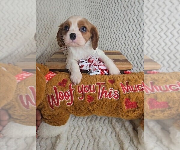 Medium Photo #2 Cavalier King Charles Spaniel Puppy For Sale in JASONVILLE, IN, USA