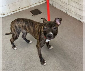 American Pit Bull Terrier-Unknown Mix Dogs for adoption in San Bernardino, CA, USA