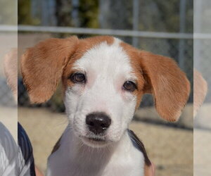 Heath - Male Border Collie-Collie Mix Dog for Adoption - Photo #5