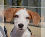 Small Photo #5 Border Collie-Collie Mix Puppy For Sale in Huntley, IL, USA
