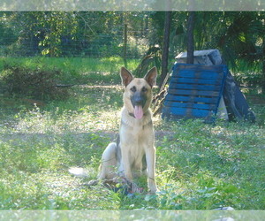 Father of the German Shepherd Dog puppies born on 09/19/2022