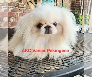Pekingese Puppy for Sale in ARGYLE, Texas USA