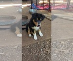 Small Photo #24 Australian Shepherd Puppy For Sale in SALEM, OR, USA