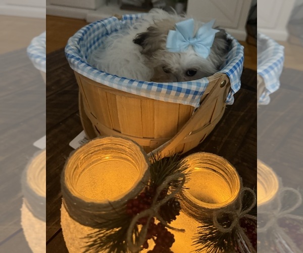 Medium Photo #52 Shih-Poo Puppy For Sale in DINWIDDIE, VA, USA