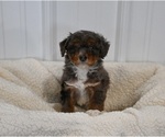 Small Photo #2 Aussiedoodle Miniature  Puppy For Sale in APPLE CREEK, OH, USA