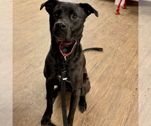 Medium Photo #3 Labrador Retriever-Unknown Mix Puppy For Sale in Canton, CT, USA