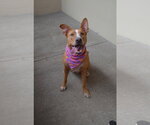 Small #1 Mutt